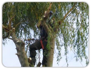 Pollarding a Willow tree